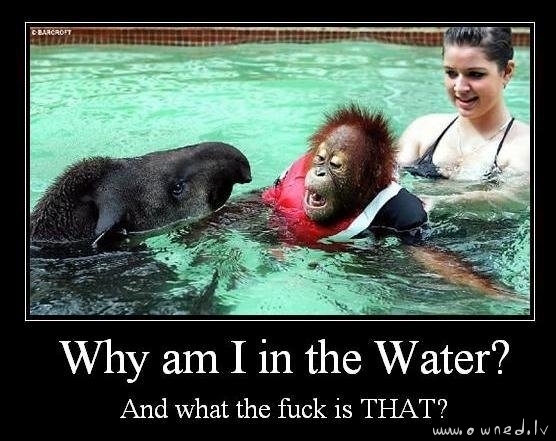 Why am I in the water ?