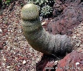 Weirdly shaped cactus