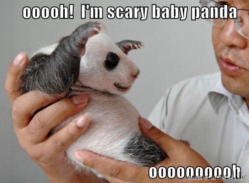 I am scary baby panda