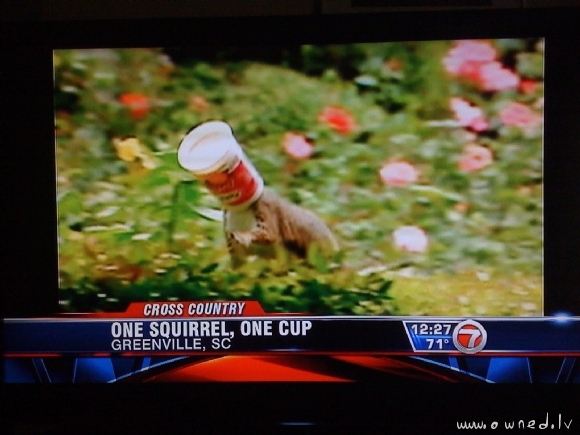 One squirrel one cup