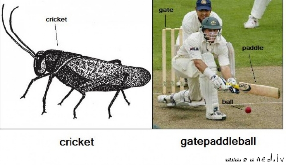 Cricket