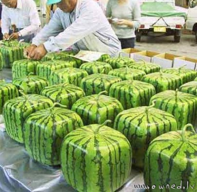 Square watermelon