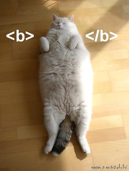 HTML cat