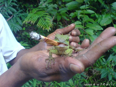 Worlds most awesome lizard