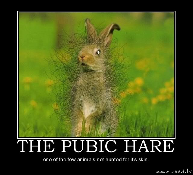 The pubic hare