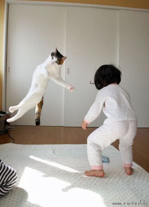 Karate cat