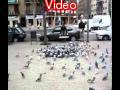 pigeon trap