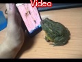 Angry Frog