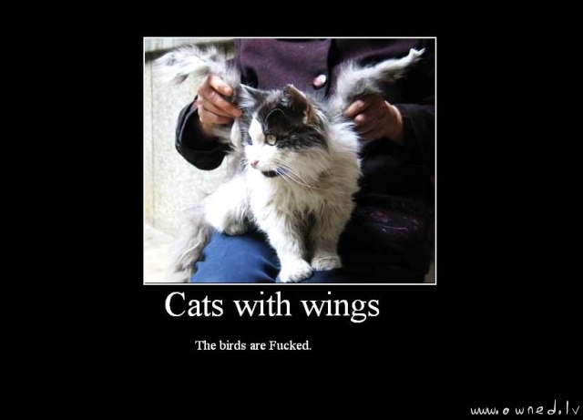 Cat with wings