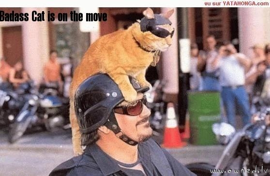 Badass Cat is on the move