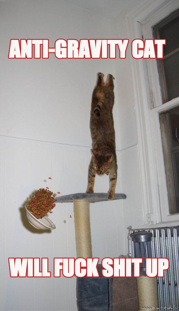 Anti-gravity cat