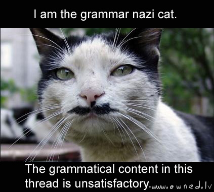 Grammar nazi cat