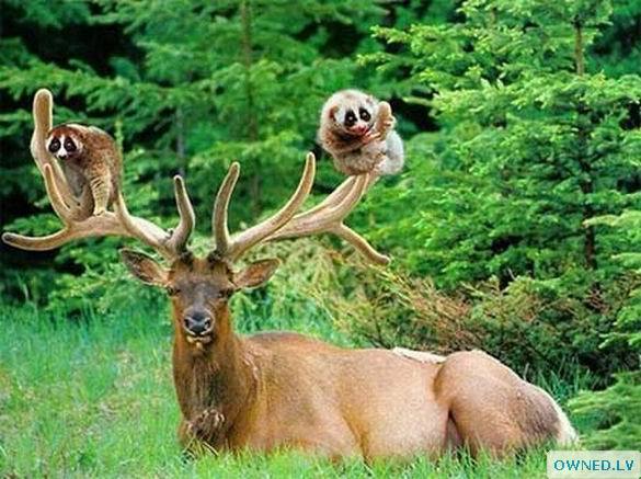 Friendship between deer and monkeys is excellent