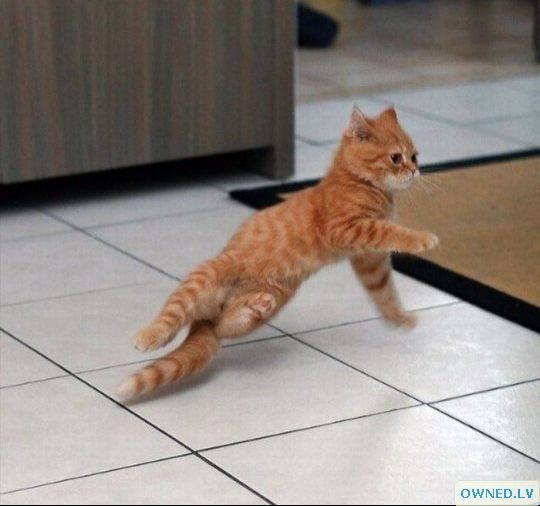 B-dancing kitty