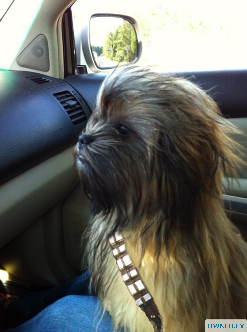 Baby Chewbacca riding shotgun in a car.