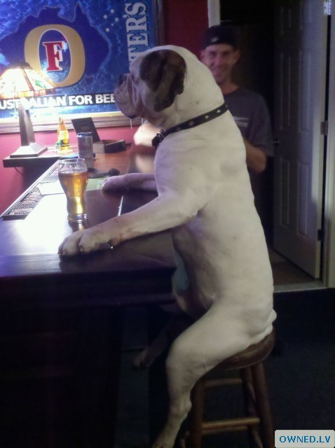 beer drinking dog!