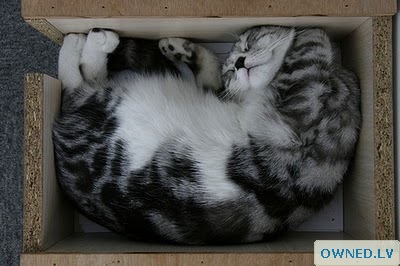 This cat looks so pleased sleeping in the box