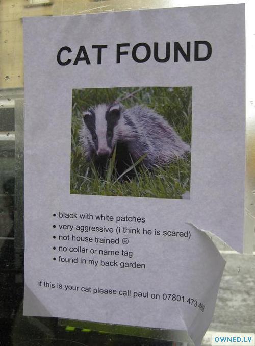 Cat Found!
