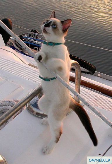 cat sailor