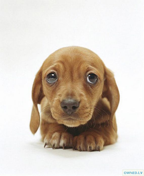 Cute puppy eyes
