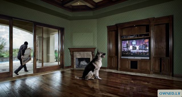 Dog likes tv show!
