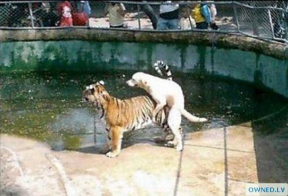 Dog loves tiger!