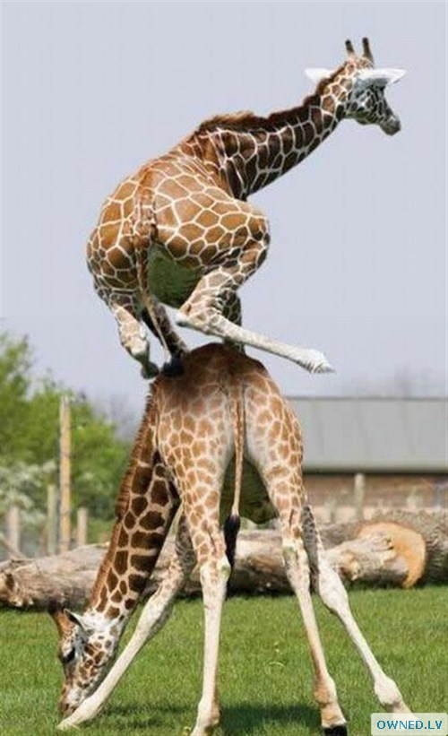 Giraffe Leap Frog