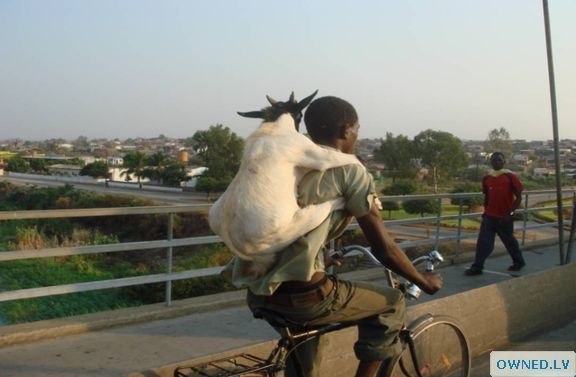 goat piggy back!