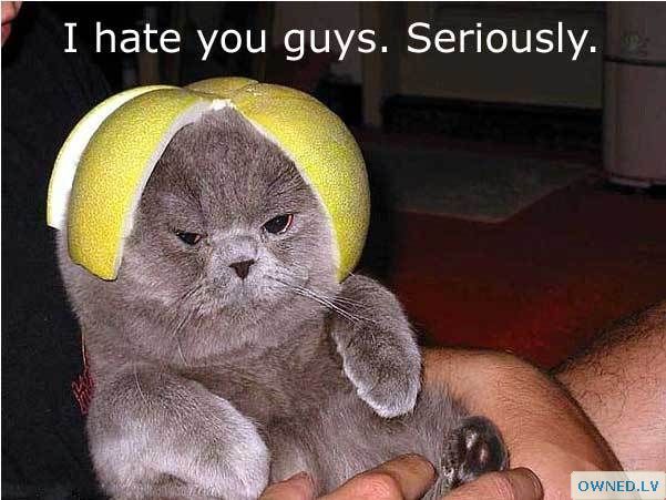 Hate Kitty is full of hate.