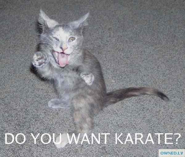 Karate kitten!