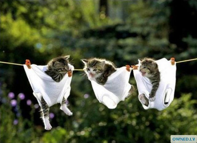 Kitten diapers!