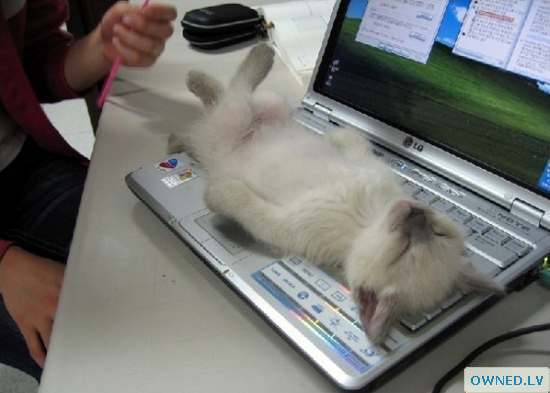 A cute kitten sleeps on a laptop!