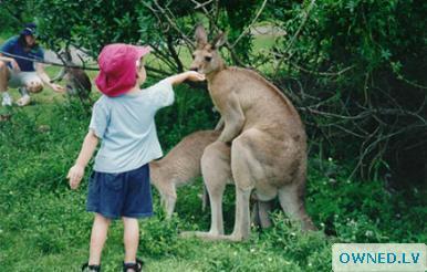 baby offer food while kangaroos havin sex