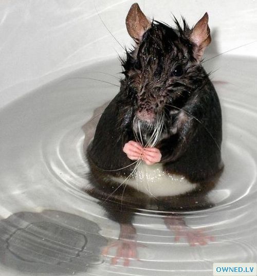Mouse Bath Time