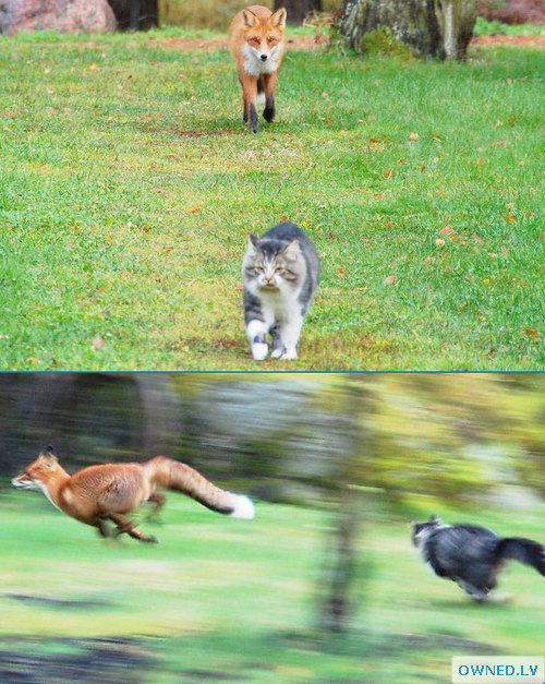 Cat chasing fox!