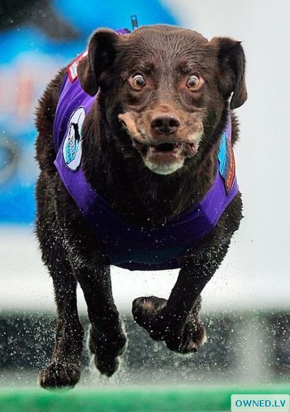 Running dog epic face!