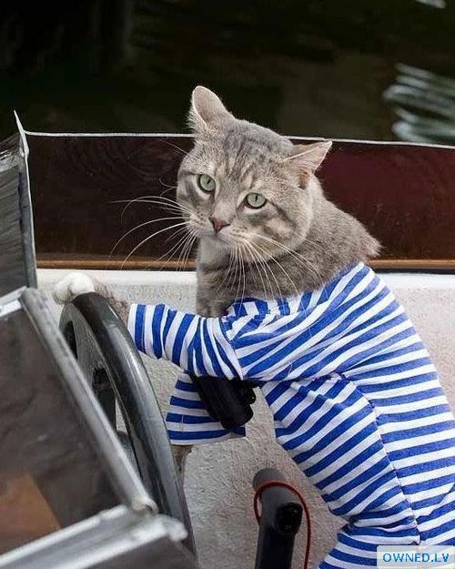 Navy style kitty!