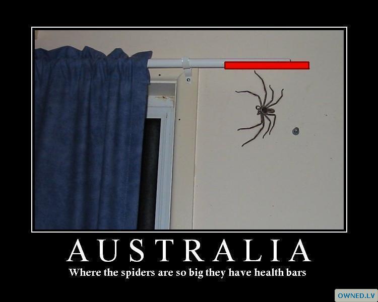spiders life....