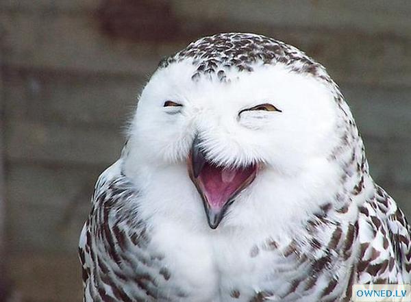 Smiling Owl