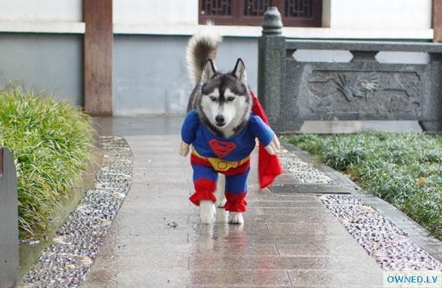 Super-dog?