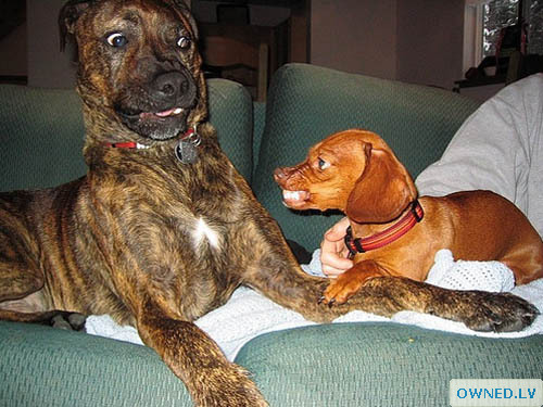 Little dog versus big dog!