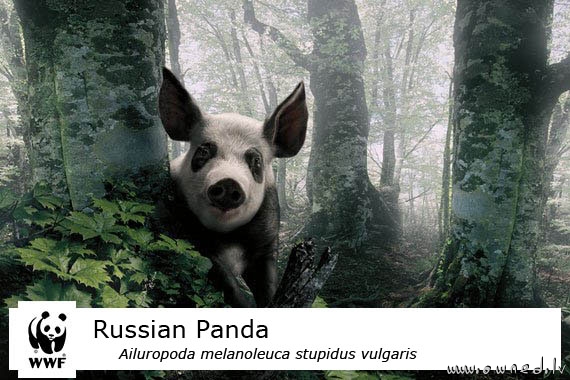 Russian panda