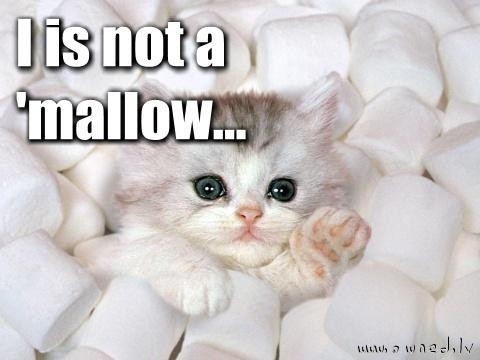 I is not a mallow