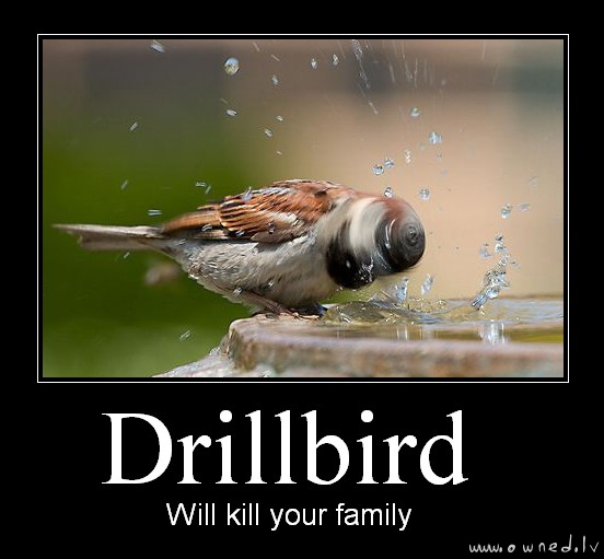 Drillbird