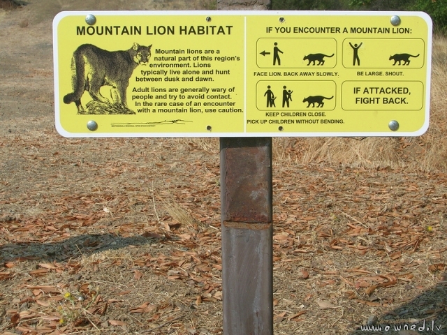 What to do if you encounter a mountain lion