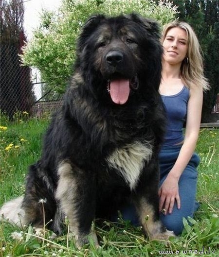 Huge dog