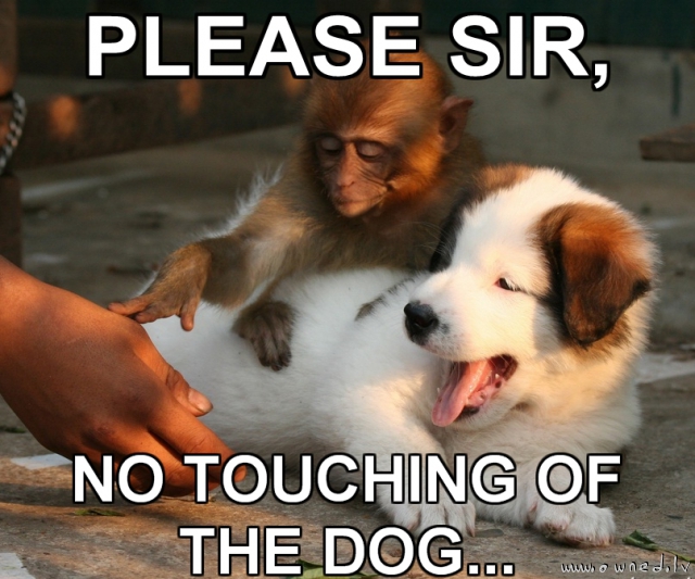 No touching of the dog