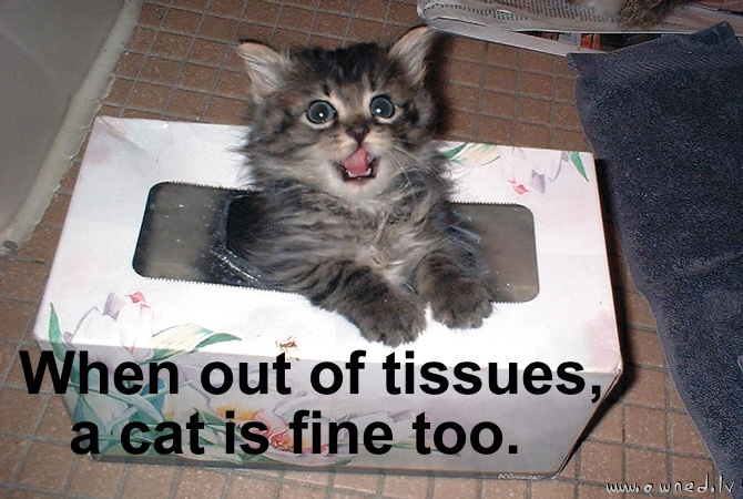 When out of tissues a cat is fine too