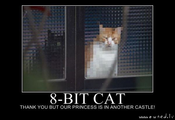 8 bit cat