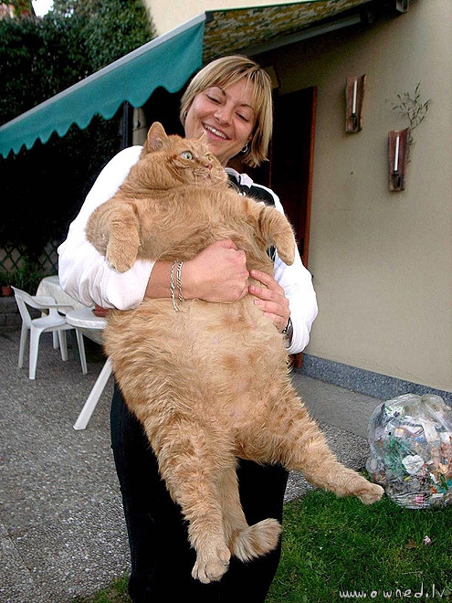 Giant cat